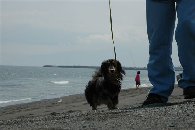 ルパン、おいでーっ！