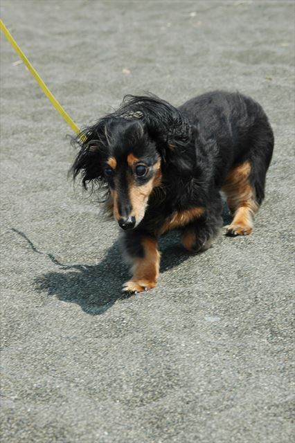 頑張り屋さんのルパンが大好きだった・・