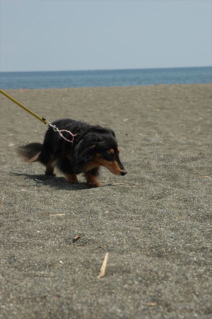 海、きれいだね。ルパンと一緒で幸せだよ。