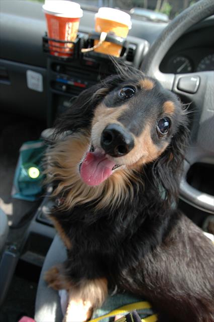 海でいっぱい遊んでご満悦♪ご機嫌♪