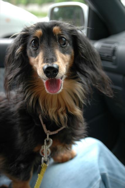 この笑顔が見たくて車走らせたよ・・