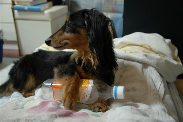 大事そうに抱えて。ガジガジするんだよね。ルパンの大事なものなんだよね。