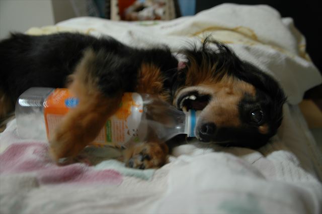 キャップを開けるのがうまかった。開くまであきらめないルパンだった！