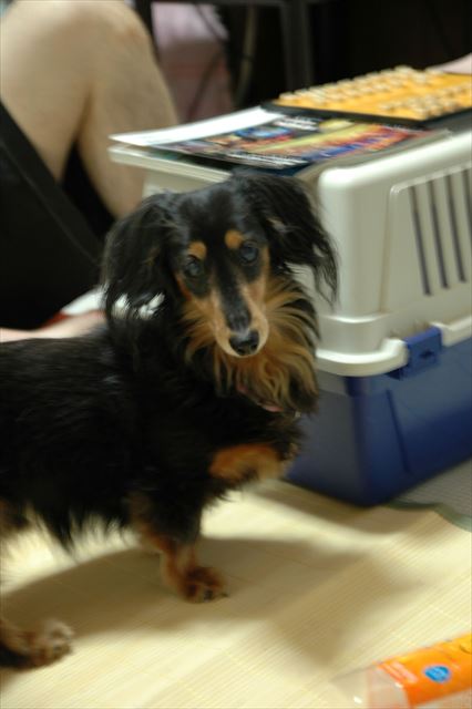 将棋盤に旅行雑誌。そしてルパンがいる。私たちの夏休み。