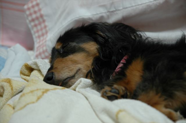 遊び疲れてグッスリ。ルパンのいる８月。二度と戻らない夏。最高の夏。