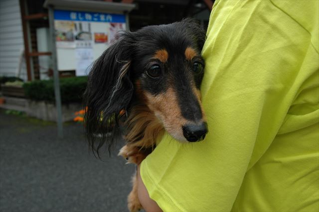 何か見つけた？好奇心いっぱいのルパンに、私はいつも元気をもらってた。