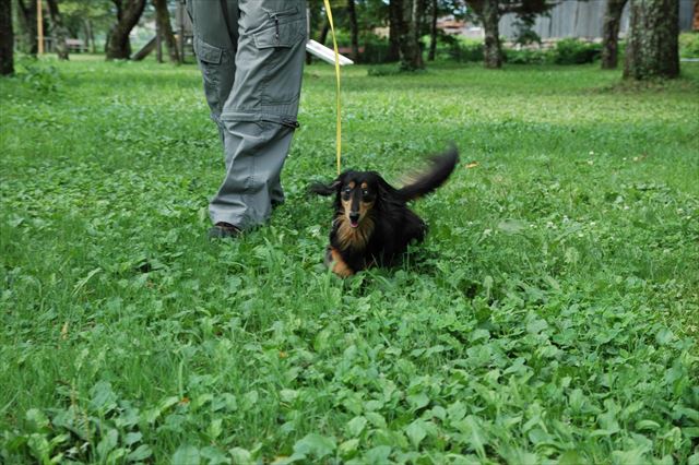 「おいで～！」私の元にまっすぐに駆けてくるルパン。かわいかった。　