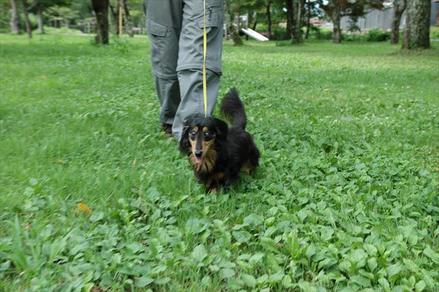 お誕生日おめでとう。４日遅れの桜野公園。