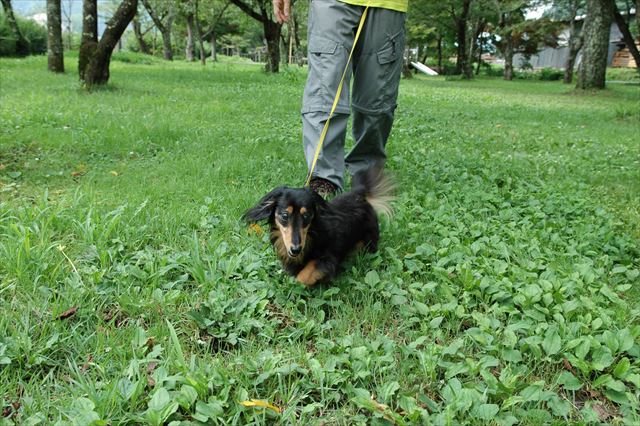 がんばれがんばれ！