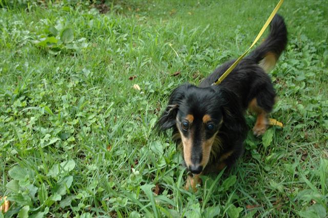 桜野公園。ルパンのいた夏。