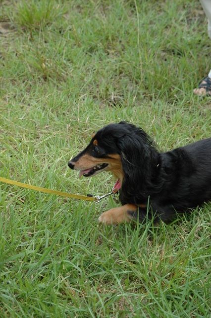 歩け歩け！走れ走れ！ガンバレガンバレ♪