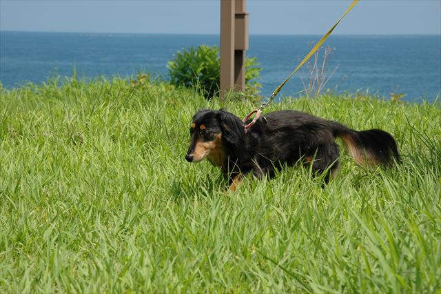 夏の海。能登の海。ルパンのいた夏。