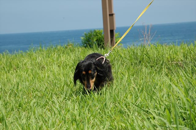 海、きれいだね。能登まで来たね。