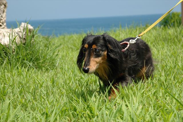 ルパン、大好きだよ・・。