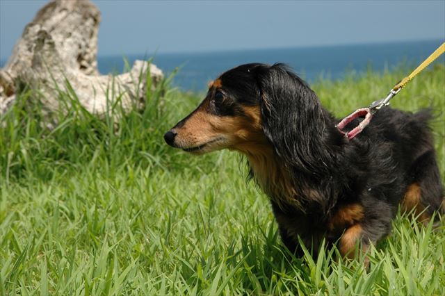 私もルパンも初めての日本海。きれいだったね。楽しかったね。