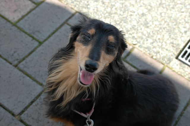 暑いね。ルパンを気遣いながらの夏。幸せだった。