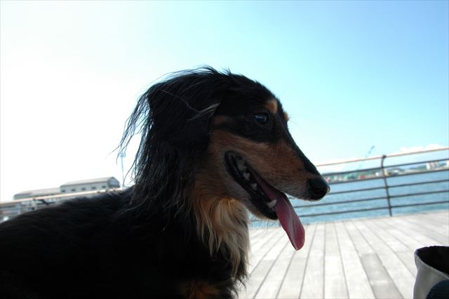 夏だね。私もルパンも大好きな夏だね。