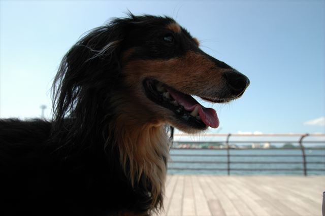 ルパン、そばにいるのにね。気が付かなくてごめんね。