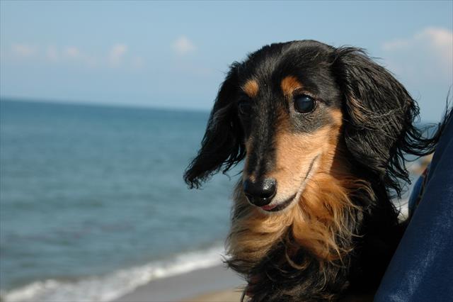 私もルパンも初めての日本海。真っ青な空と海。