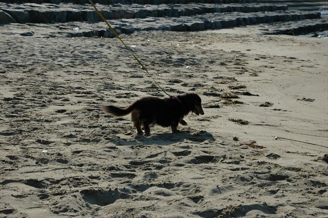 夏の海とルパン。幸せだったよルパン。