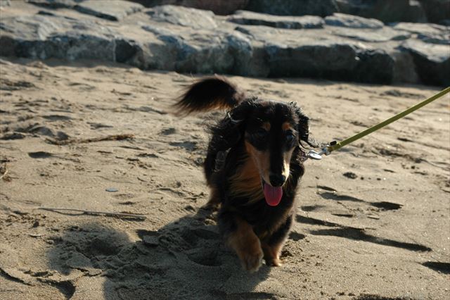 がんばれがんばれ。一生懸命なルパンが大好きだったよ。