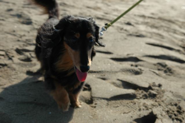 ちょっと暑いかな。いつでもルパンのこと心配してるよ。