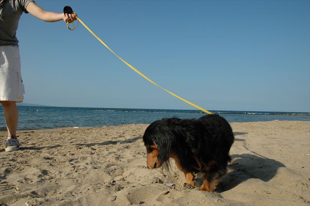真夏の海。ルパンと行った忘れられない海岸。