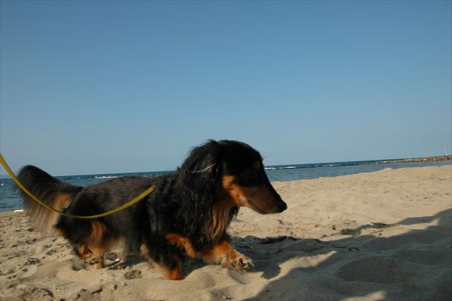 海も空もきれい。ルパン、砂浜、熱くない？