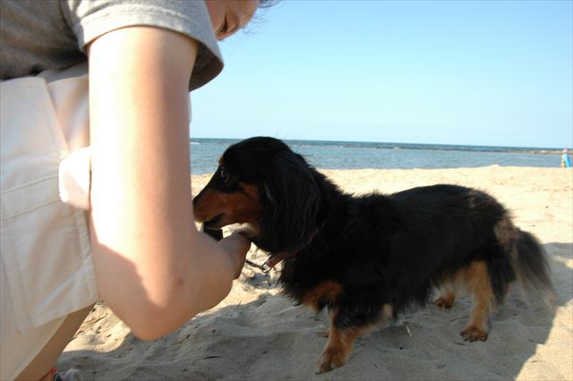 暑いね。お水飲む？砂浜が熱くてルパンがやけどしないか気にしてた。