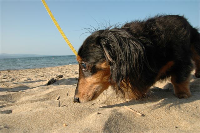 能登への旅行の帰り道。きれいな海だね。ルパンの好きな砂浜だね。