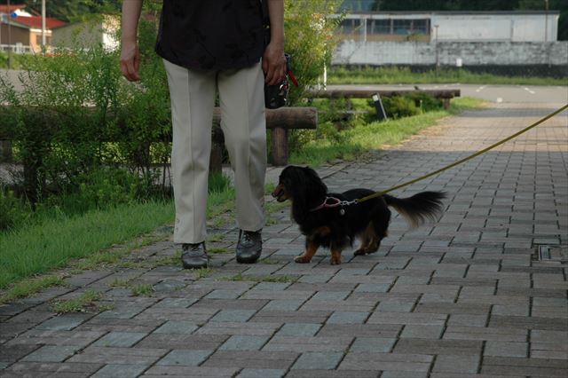 みんなでお散歩。ルパン、いい時間をたくさんありがとう。