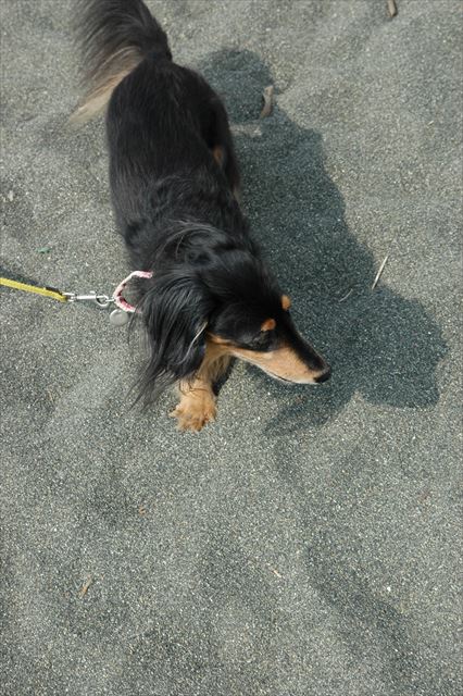 かわいい頭。かわいいおてて。お散歩目線。