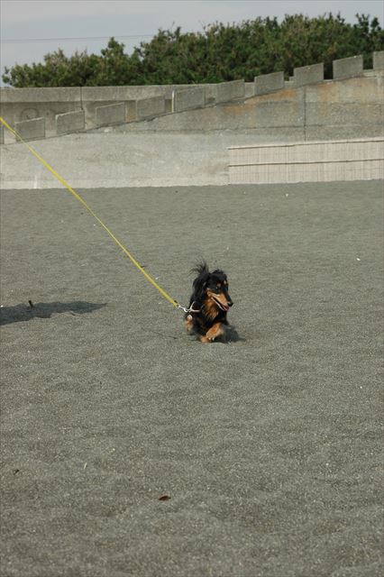 がんばれがんばれ！