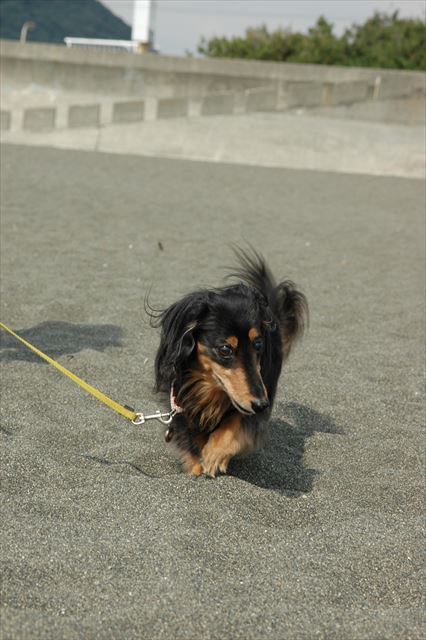 いつでも一生懸命。そんなルパンが大好きだった。