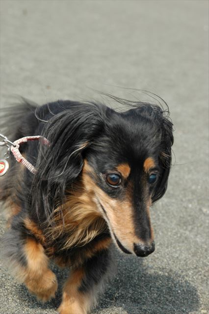 一生懸命だったね。私もね、ルパンみたいになれてるかな。