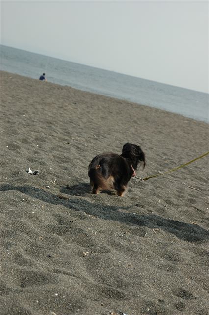 ルパンと海へ行くの大好きだったよ。