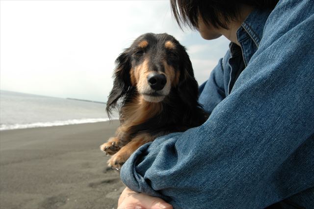 安心だね。だっこされて安心だね。