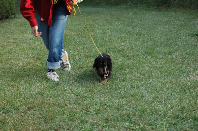 芝生を走るのが好きだったよね。一緒に走ったよね。