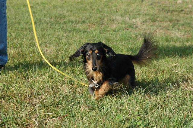 「ルパン！」名前を呼ぶと一生懸命に走ってきたね。