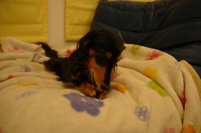 ガム、噛み噛み・・