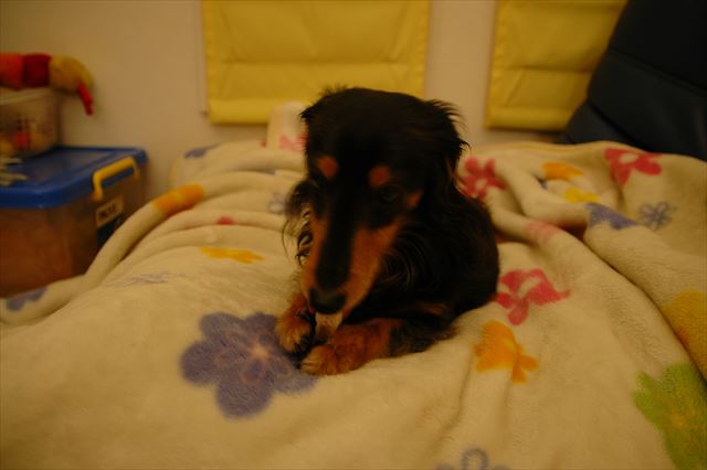 夜のガムタイム♪