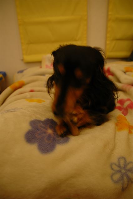 夜のガムタイム。大好きだったね。