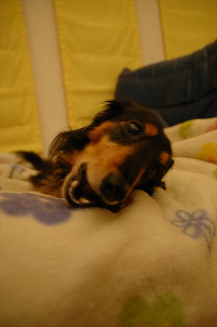 至福の時間。寝る前のガムタイム。