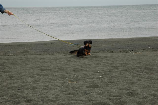 「おいで～！」いつでも一生懸命。それがルパン。