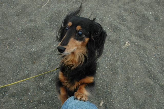 ん？疲れてきた？もうそろそろ「だっこ」かな。