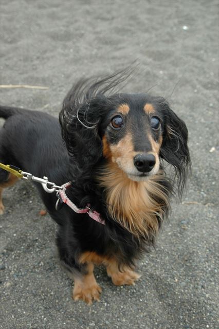 なーに？その顔は、ひょっとして・・だっこ？