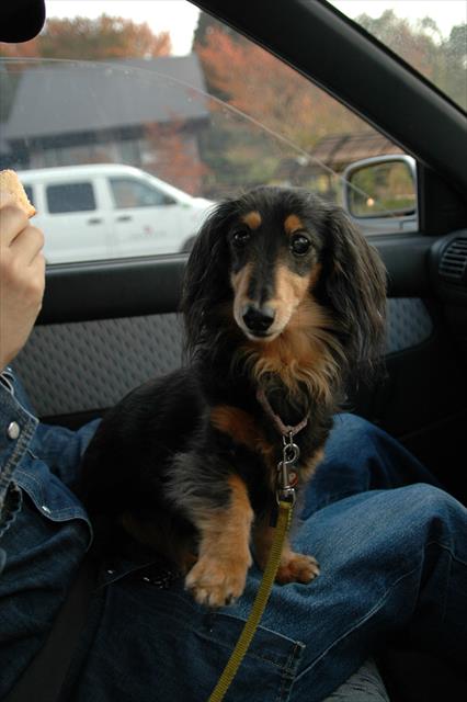 「ちょうだい」。ルパンは本当におりこうさんだったね。