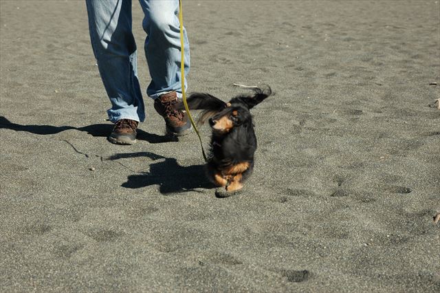 ルパン走る。首をふる。プルプルッ！