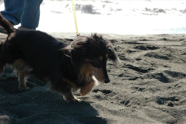 ルパンも海もキラキラ輝いてる・・