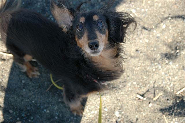 何？おやつ？ごほうび？だっこ？わかってるって、訴えてるよね。